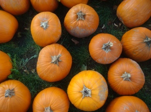 pumpkins3